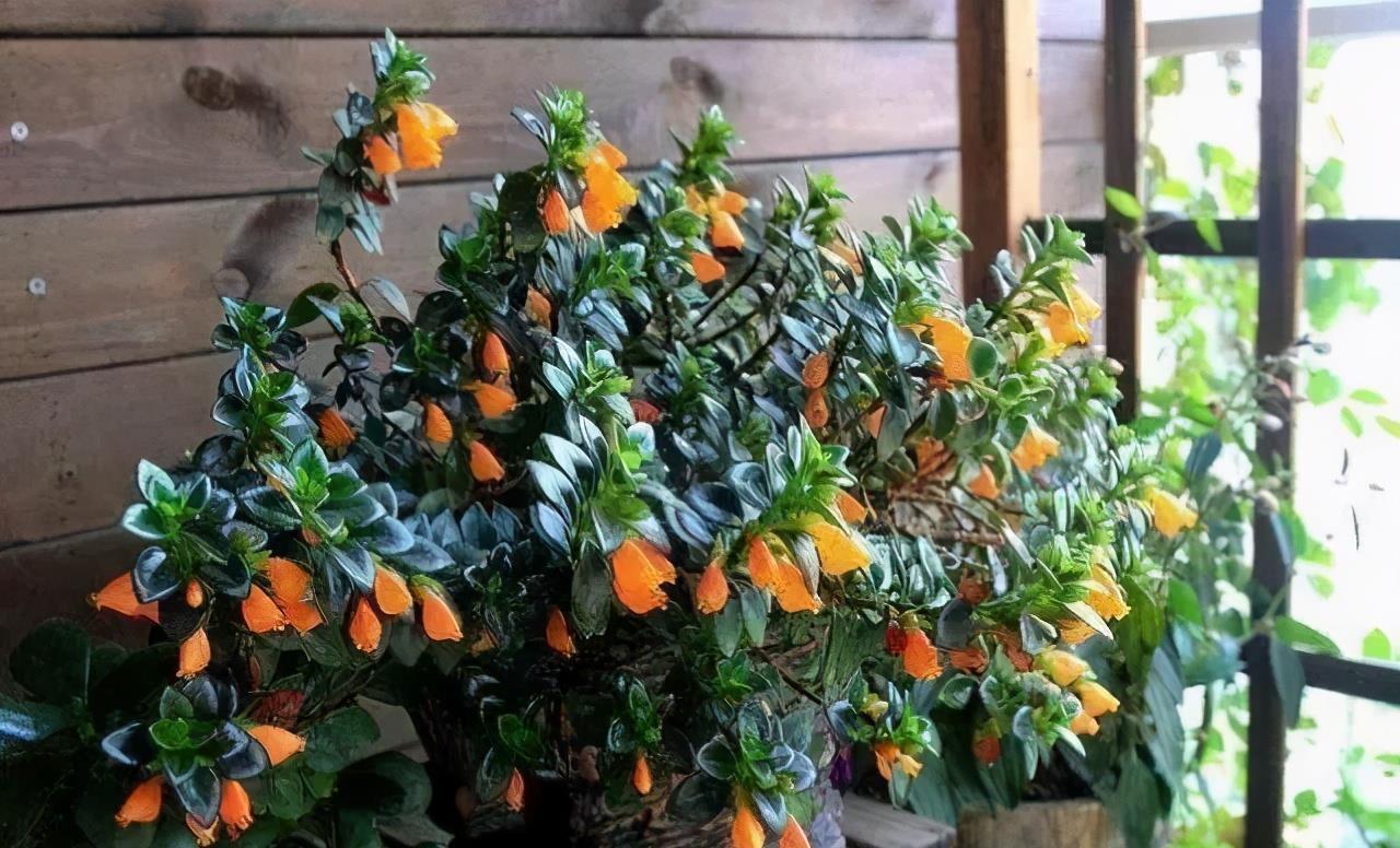 春节“吉利花”,开花金灿灿,小鱼几十条,“年年有鱼”年年好