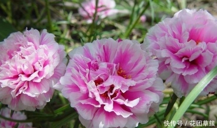 浇水|3种花现在养刚刚好,开花很漂亮,浇水就疯长,越养越喜欢