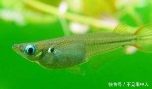 中国|中国吃货终于败了,这种入侵鱼类目前已经泛滥,吃货们也难以对付