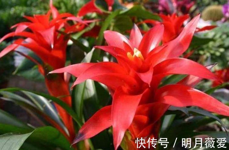 君子兰|家养3种花,个个都是“财神爷”,开花就爆盆,不易生病好养护