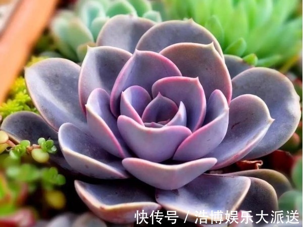 养护|喜欢养护菊花，不如养护一盆多肉紫珍珠，造型独特颜色靓丽