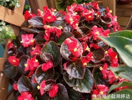 幸福|此花小巧玲珑且优雅大方,花期长达一整年,象征着幸福和智慧