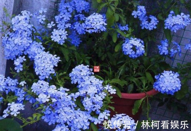 仕途|花期时间比较长的4种花，寓意“仕途长长久久”，很多人已经在养