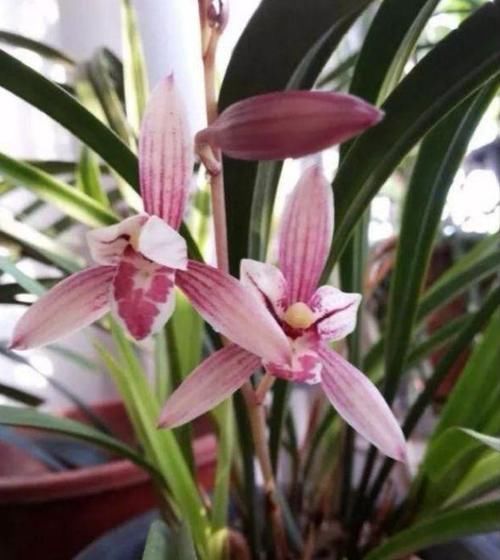 4种花现在养刚刚好，30天不浇水照样生长，一年开花不断