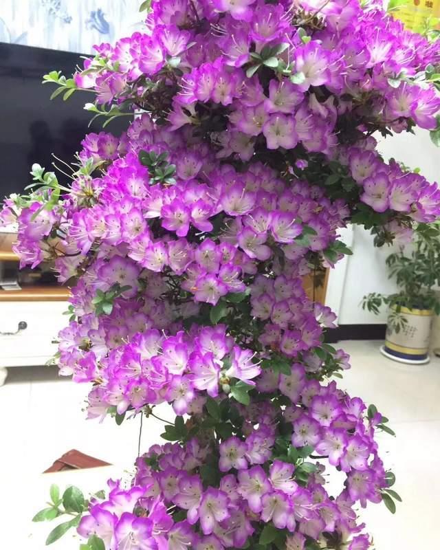 4种花好看但是“难养”,老手不敢养,新手养不好,别轻易入坑