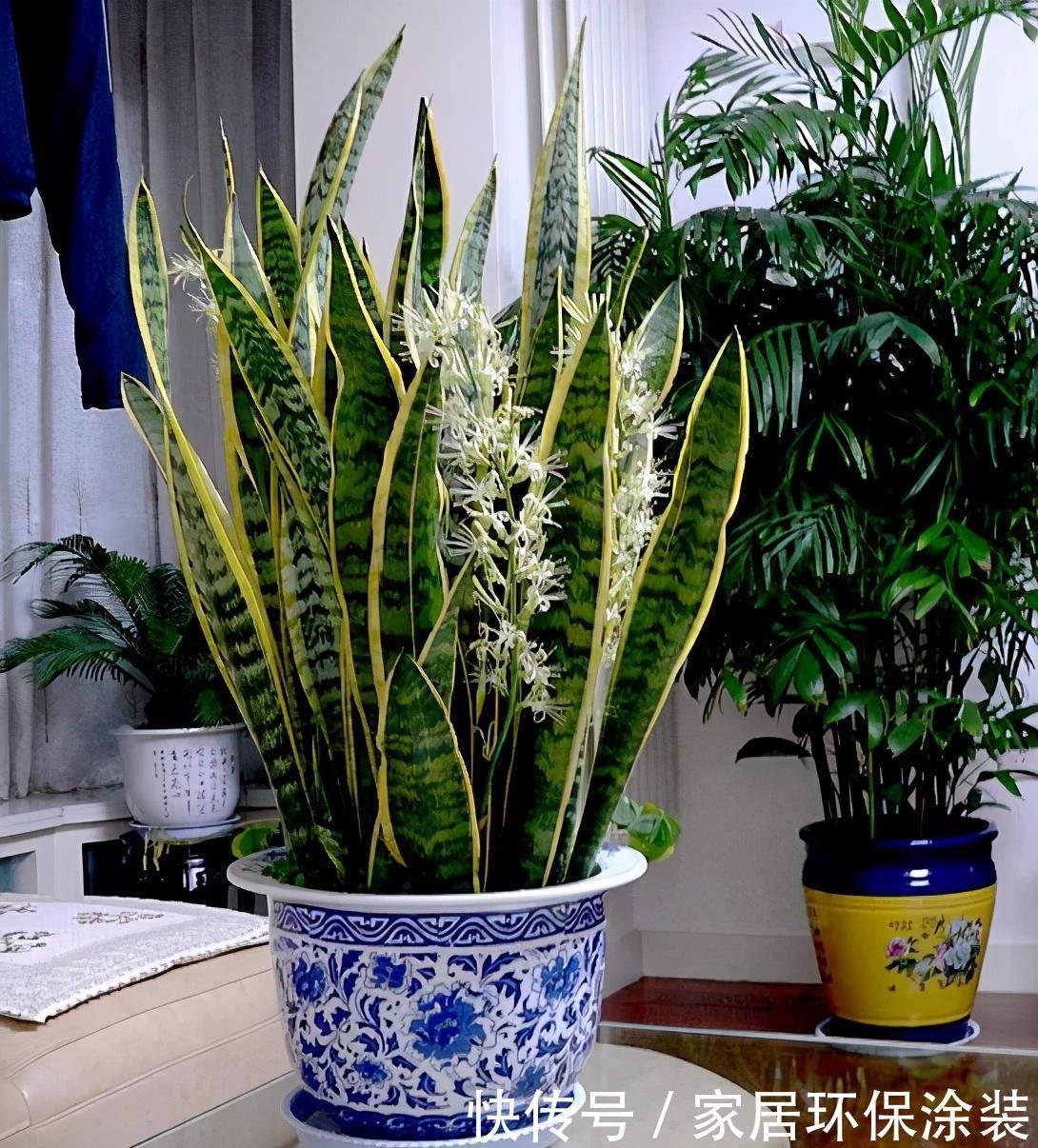 这些植物开花不常见,可遇不可求,叶片肥嘟嘟,开花太吉利