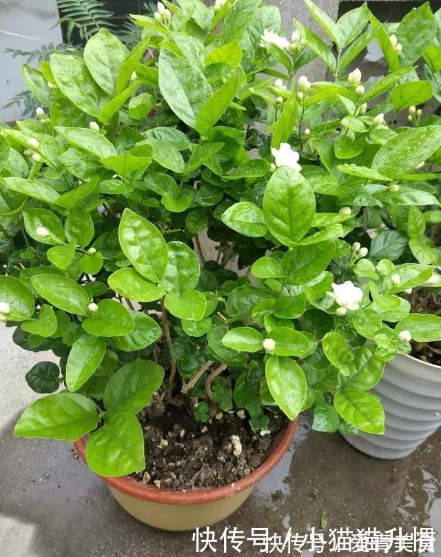 修剪|养好茉莉花,关键在一个“摘”,能开两个季度,白色花瓣挂满花盆