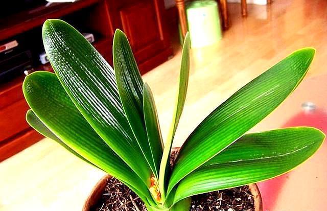 室内养君子兰，只需做好最“关键”2点，根不烂了，叶片又肥又厚