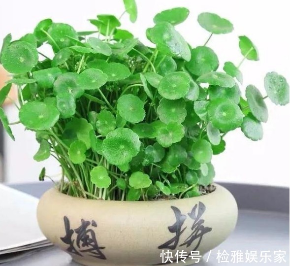 招财|8种招财植物,家里有一盆财源滚滚来,你都清楚嘛