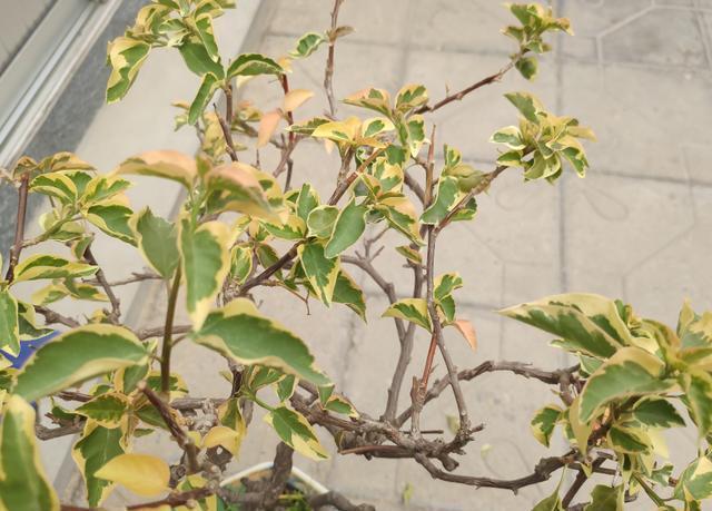 三角梅|养三角梅,避开3个“坑”,叶片不枯萎,一次开花几个月!