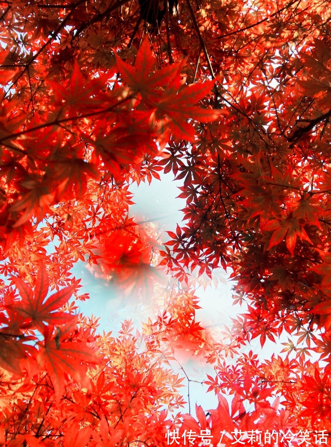 叶凤@七律·咏枫·九首丨满眼繁华尘外景,千年丽艳故园妆