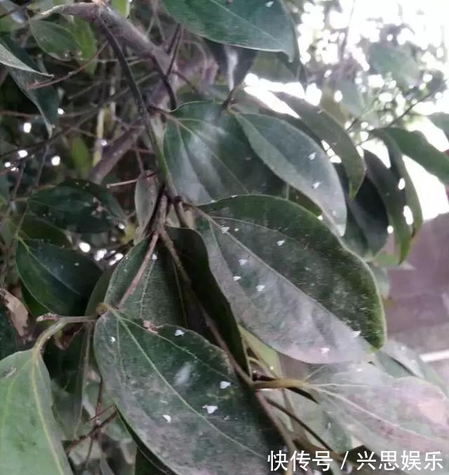 盆栽|家里养花，生了这个世界性害虫，太难治，一招教你轻松根除白虱粉