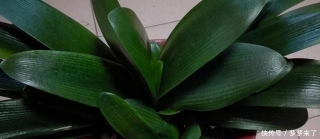 花箭|君子兰一个花箭“孤零零”?搞个小破坏,挤出壮观的“大群兰”