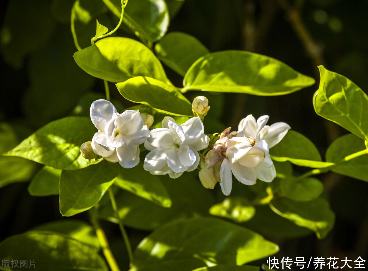 要点|六月份养茉莉花,记住6要点,花开爆盆
