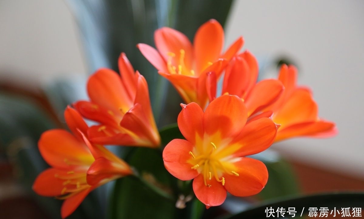 养护君子兰有诀窍,做对一件事,叶肥、花美、长势旺,特别漂亮