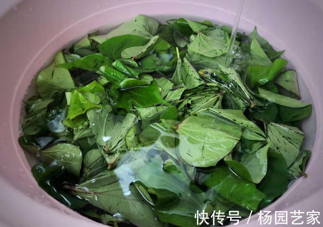 用这种叶子烙饼自带清香，常吃可清洁肠道和血管，但很少有人知道