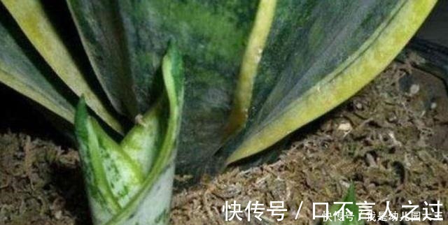 零食|虎皮兰最喜爱的“零食”,这个季节“嗖嗖”长个,冒芽,就看它了!