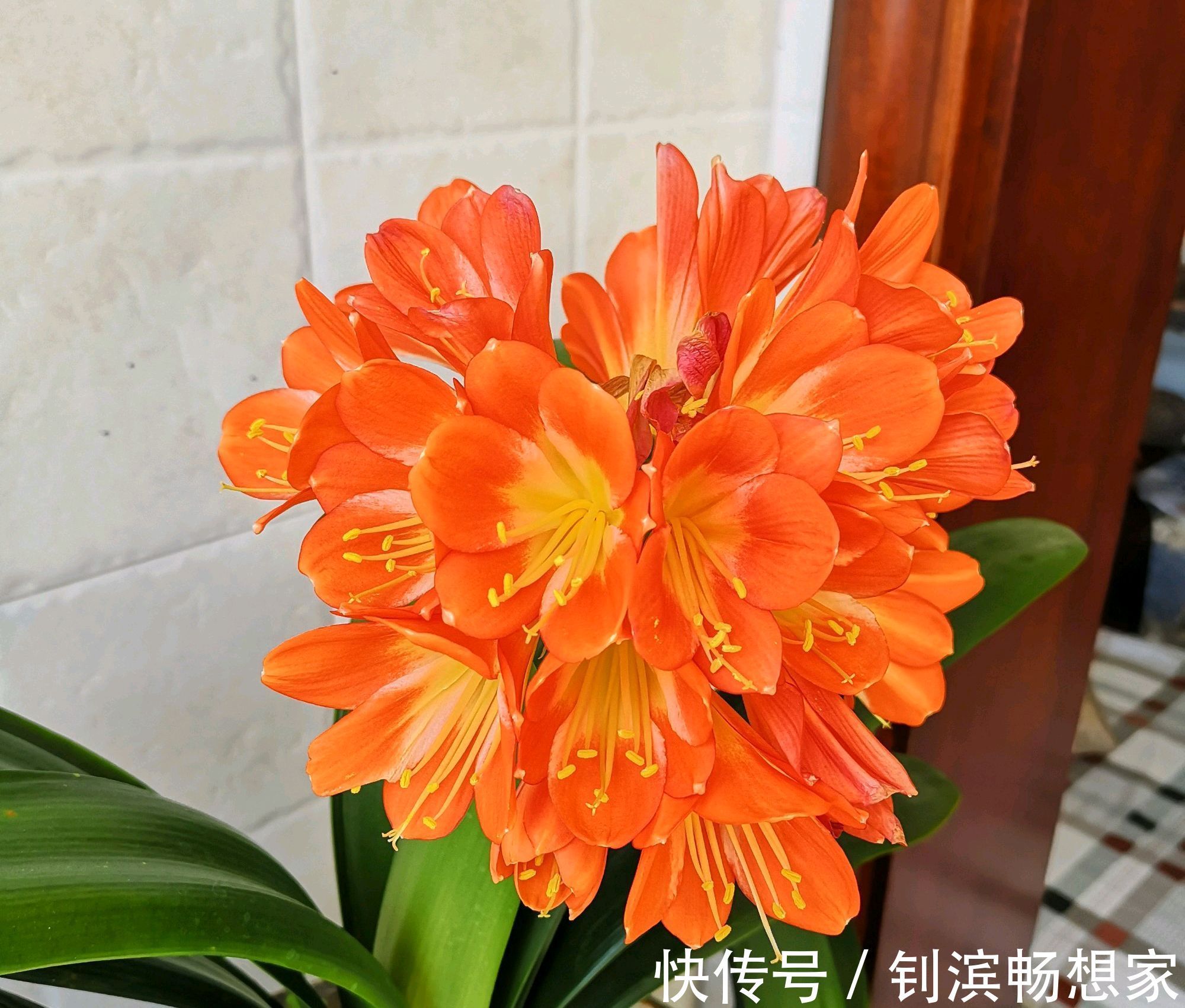 老婆从垃圾堆捡来烂根的君子兰，只要3小步，一个月后发根很惊喜