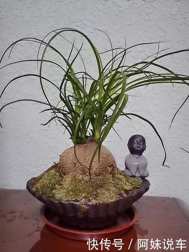 寿命长|客厅养花就选这六种，寿命长、寓意好，省心又好养，你家养了几种