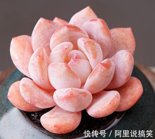 精挑细选32种多肉植物,1分钟掌握养护技巧,非常实用