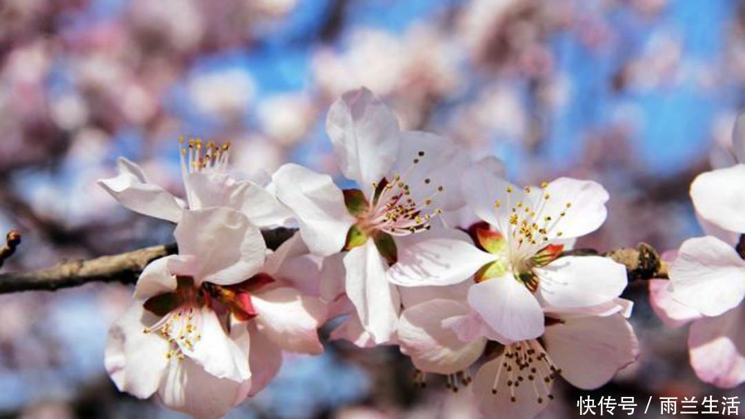 变法|王安石一首比较冷门的诗,很多人可能没有读过,但是同样写得很美