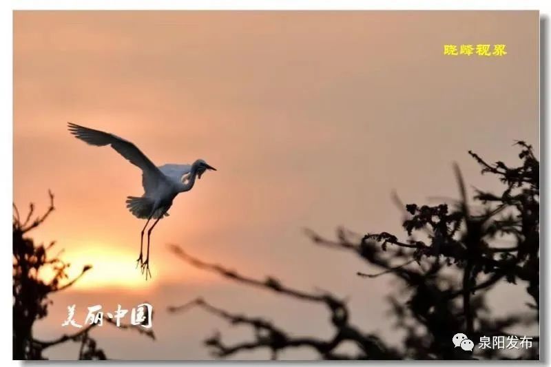 湖湿地|又到最美观鸟季，阜阳必去观鸟打卡点来了！