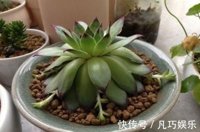 叶子|多肉变成一张大饼,该咋救一招绝对好使!