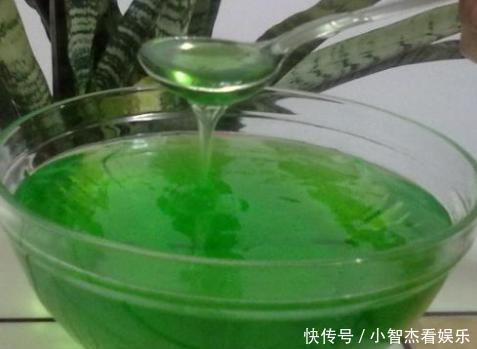 汁液|君子兰花不旺，浇点这“汁液”，比施肥更管用，一盆能开四五朵