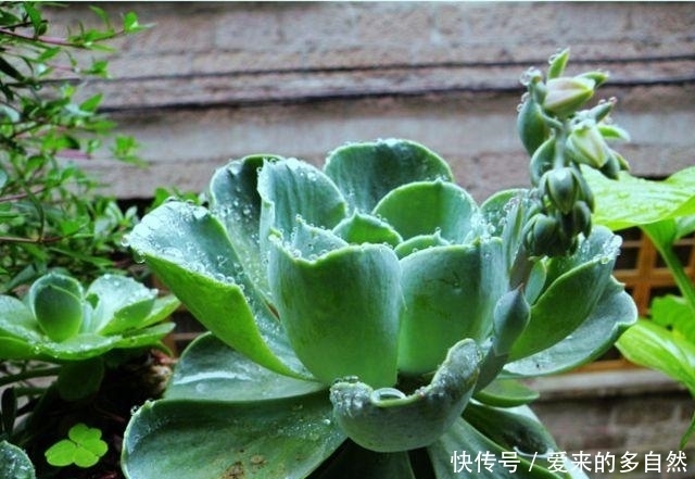 选择土壤|在家种植落地生根,你没有听错,这就是一个美丽的盆栽