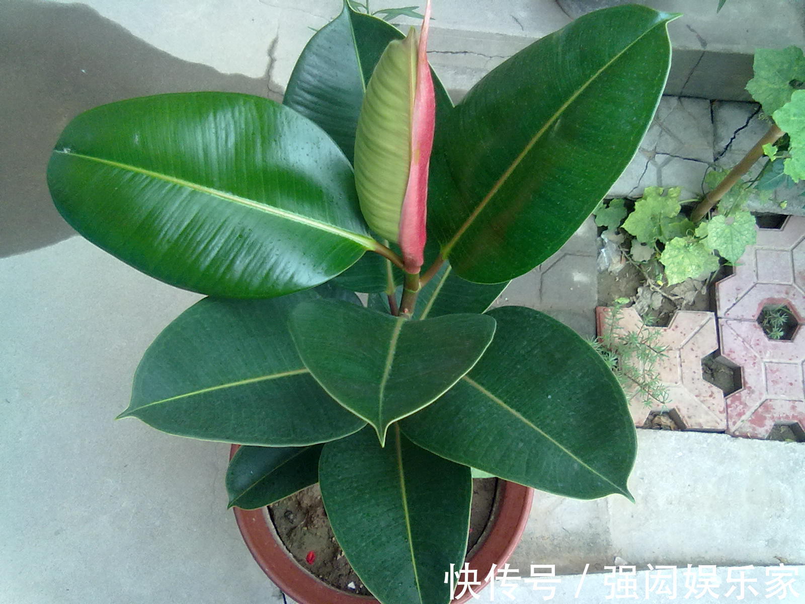 让橡皮树多“发芽”，记住1个“养花经”，30天冒出一排“新芽”