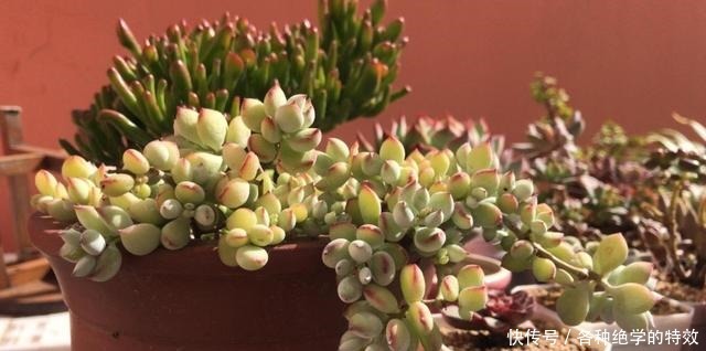 羞红|秋风轻吻,多肉,羞红了脸颊