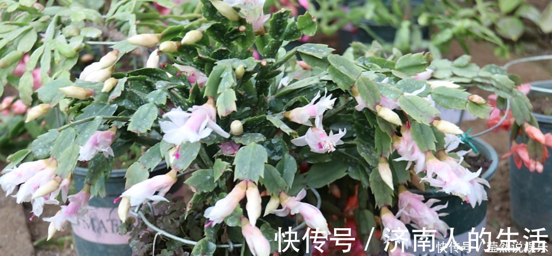 叶片|养蟹爪兰摆放“有讲究”,放到3个位置,花量小,容易落花!