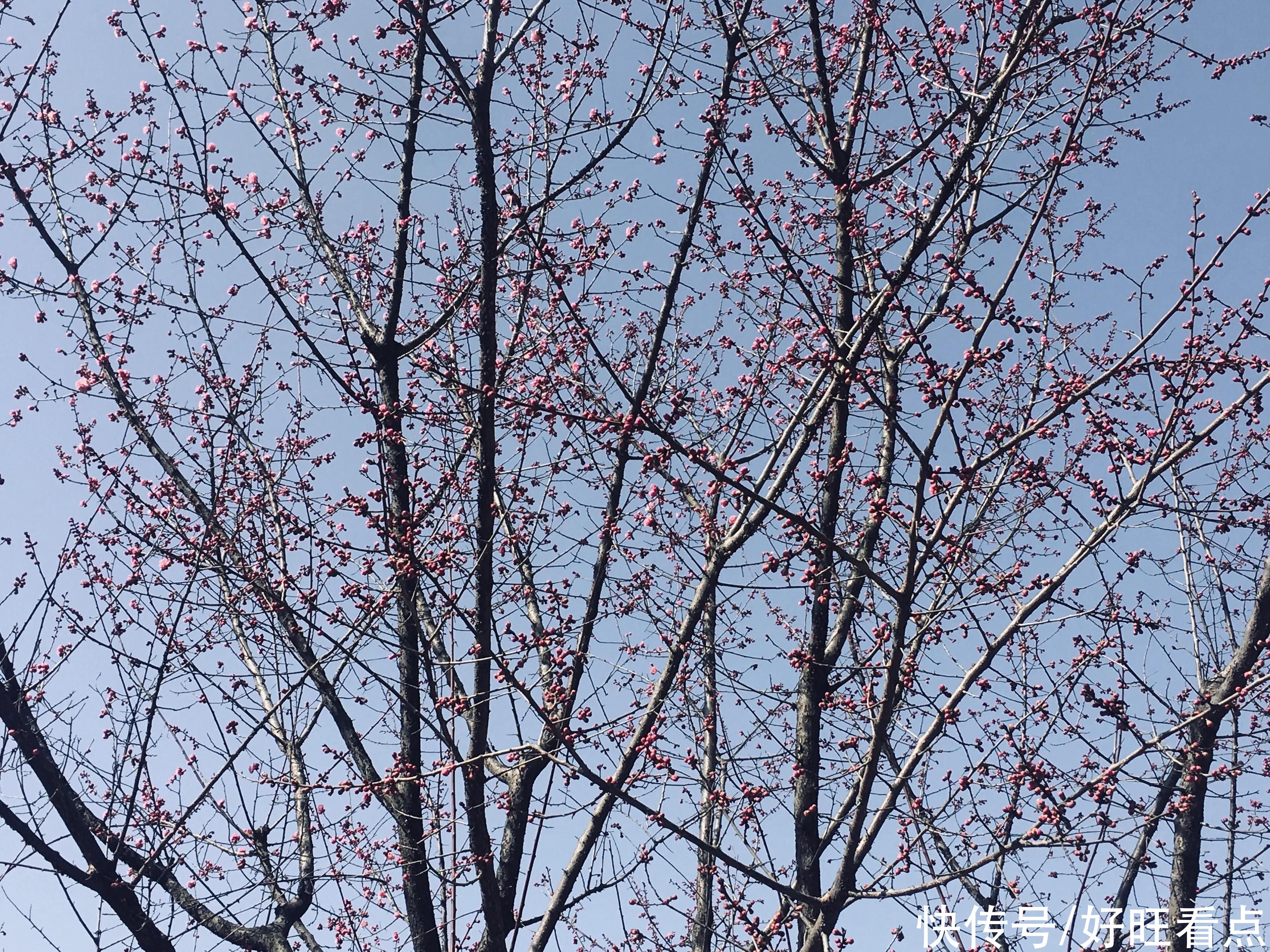 老年|古城西安香积寺：初春美景醉游人