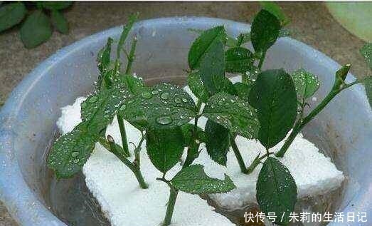 生根粉别用了,自制2种“生根剂”,插穗“蘸一下”,呼呼冒白根!