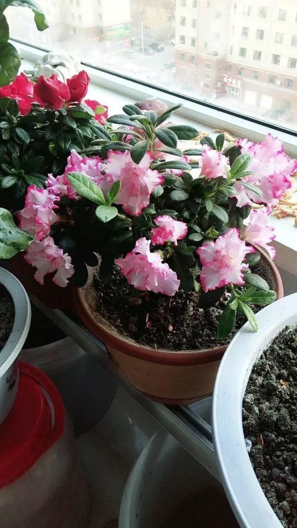 花友|4种花身材不大,花量却怪“吓人”,深秋花开一大片,美翻了