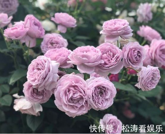 雨润葵黄|喜欢菊花，不如养株“珍稀名菊”雨润葵黄，似金黄葵花，鲜艳美丽
