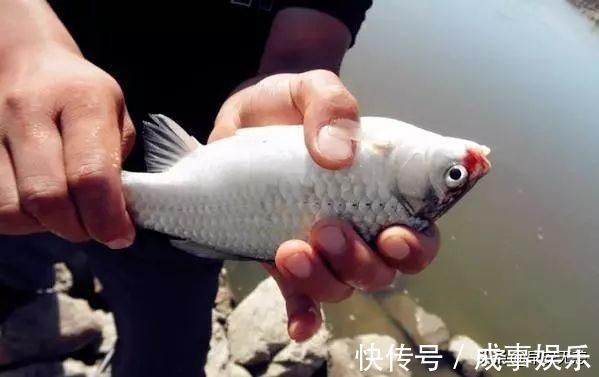 大鲫鱼|十钓九空原来这饵才是大鲫鱼的最爱,后悔没早一点发现