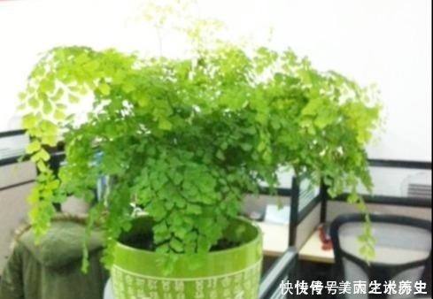 上当|6种耐阴花,养了“不上当”,室内百搭盆栽,摆在角落也爆盆!