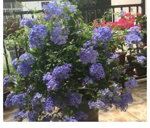 铜钱草|夏天养这三种花要注意，一天不浇水就打蔫