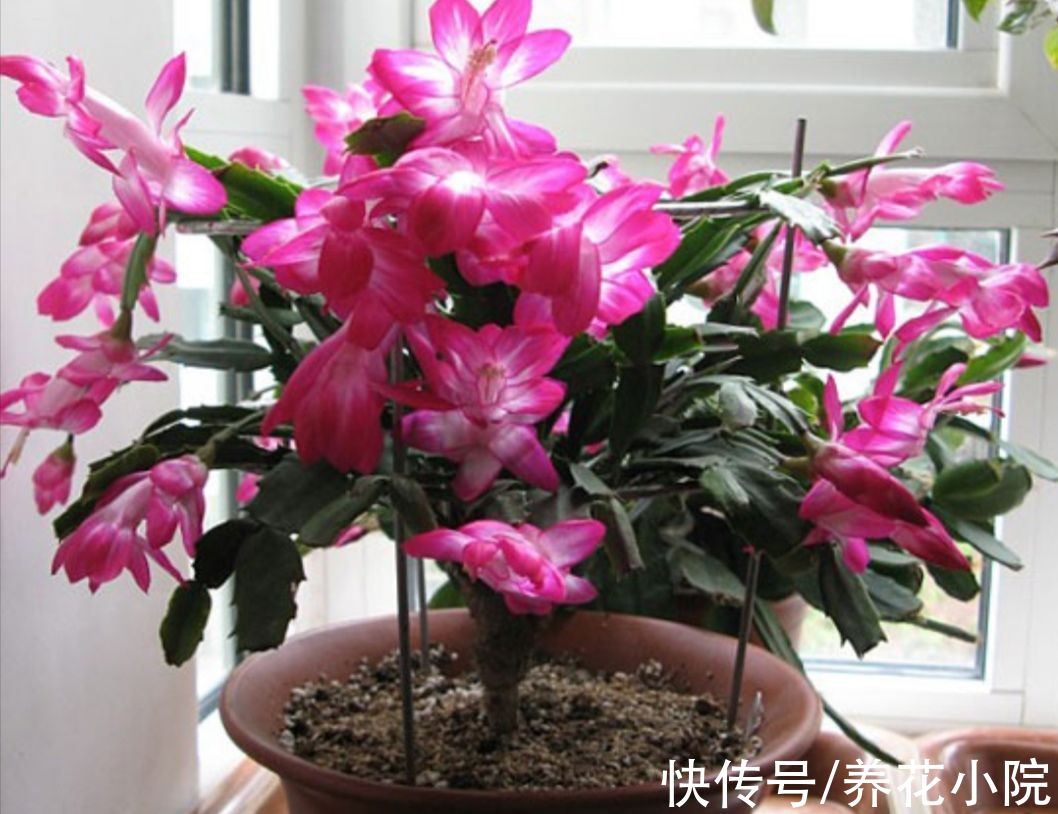 修剪|花友们都喜欢的“2种花”,比绿萝好养,开花又多又漂亮