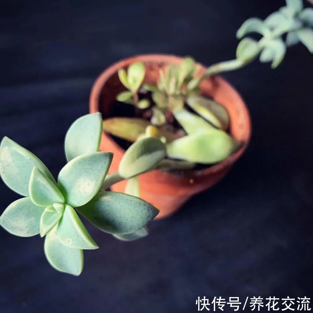 家里的植物不长新叶,僵苗了咋办?掌握这5点,很快就能挽救回来