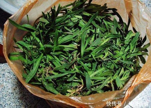 冬天种一盆野菜，掐着嫩芽吃，蒸着炒着怎么吃都鲜美