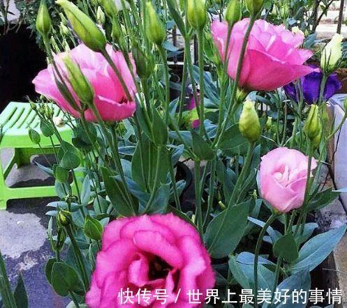 瓷玫瑰瓷玫瑰|5种花不仅花好看,名字也好听,还是爆盆能手