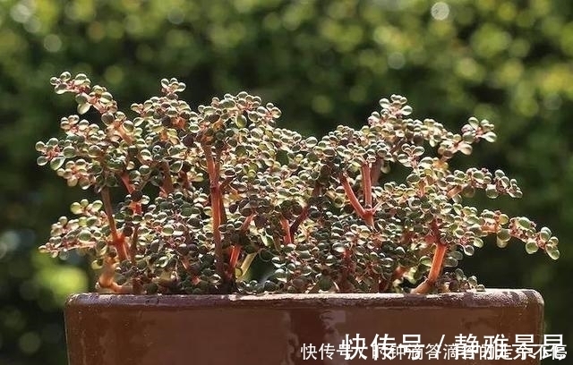 新手多肉党的福音:露镜,买回家这么养,叶子如水晶般剔透