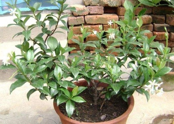 到了春天,规划给植物换盆的花友,该做到哪些事情?