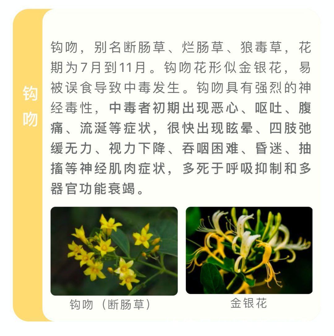 野菜|四川人注意！夏季这些常见的植物有毒