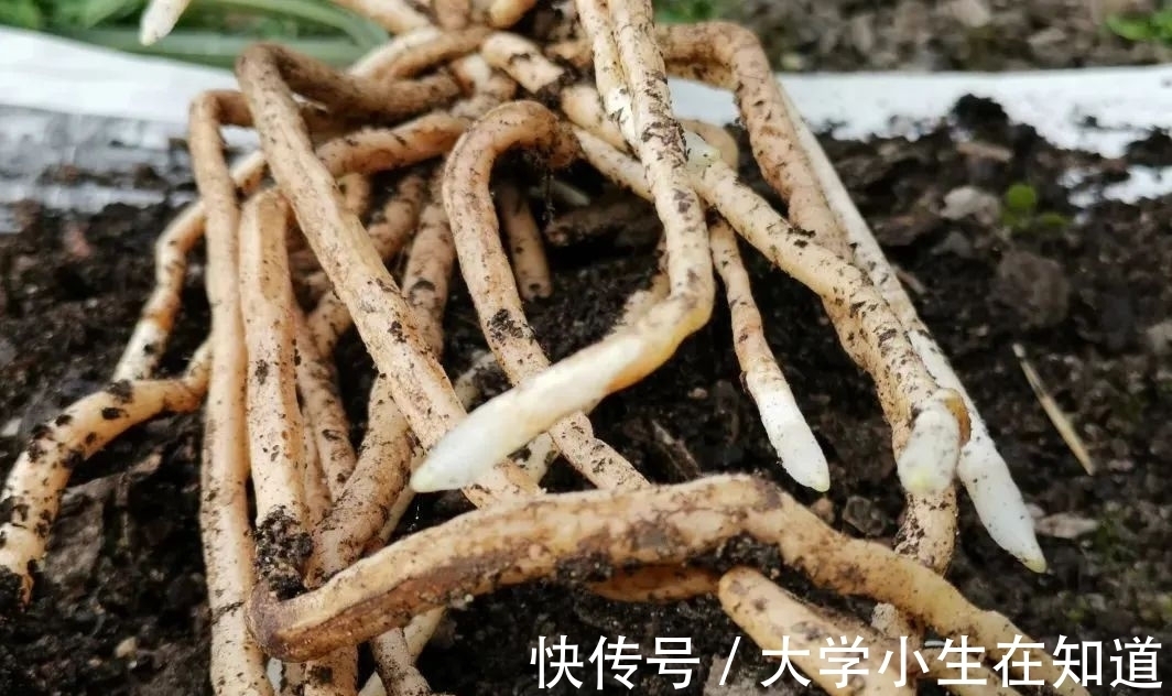 兰花烂根后最怕什么?正确处理有技巧,这4种会加速兰花枯死