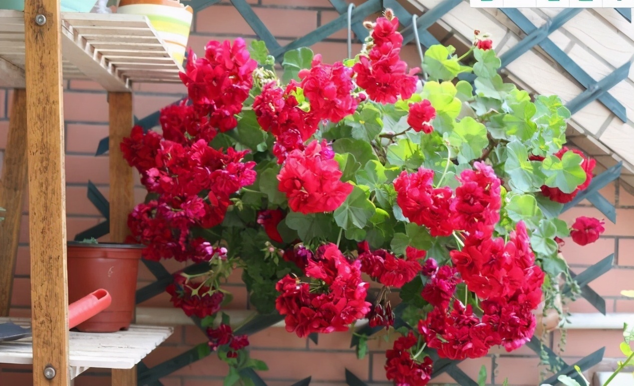 扦插|邻居的院子夏日几乎没“蚊虫”,原来是因为养了3种花,我也要养