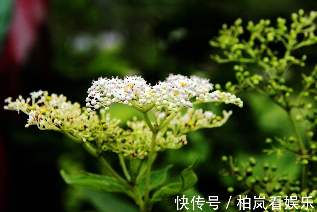 小儿麻痹后遗症|一分钱不花就可治疗颈椎病腰椎病的草药,血满草,接骨草