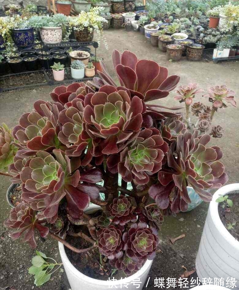 过年逛花市,老妈买了天竺葵,开花味道为啥这么奇怪?